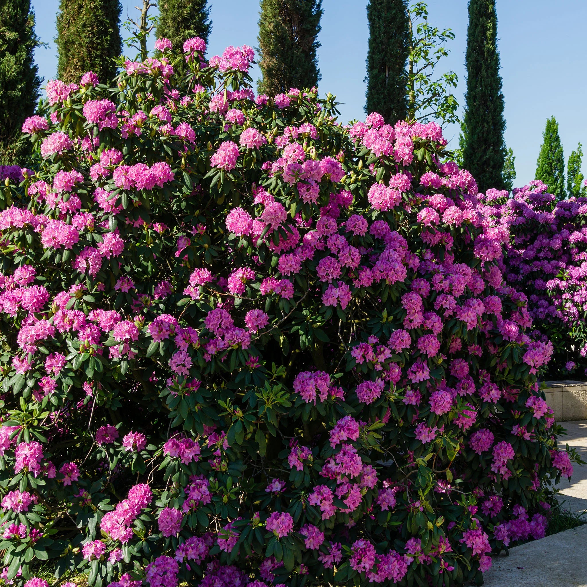 Rhododendron Roseum Elegans