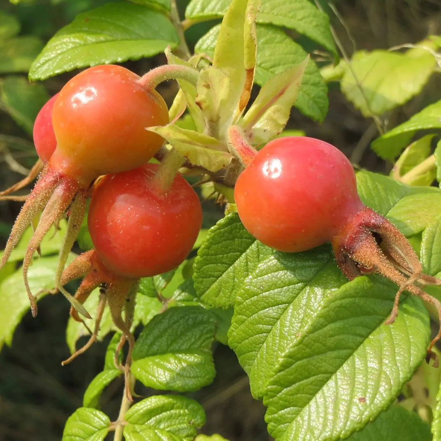 Kartoffel-Rose / Apfel-Rose