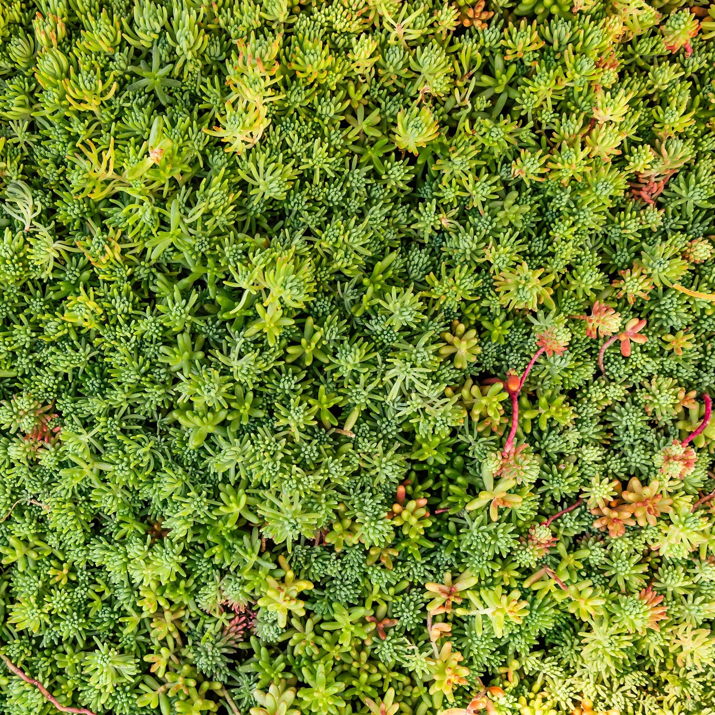 Dachbegrünung System Leichtgewicht mit Sedum