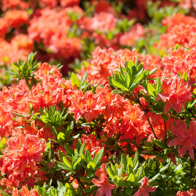 Rhododendron Tortoiseshell Orange