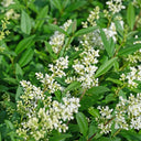 Gewöhnlicher Liguster
