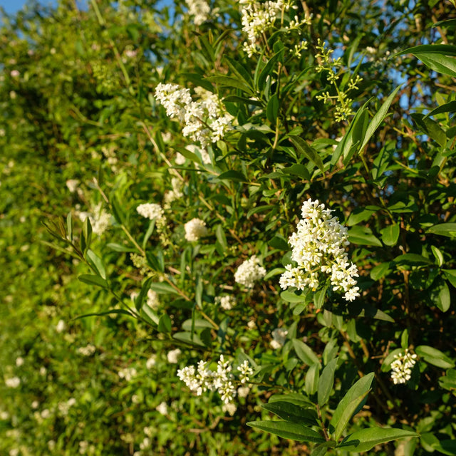 Gewöhnlicher Liguster
