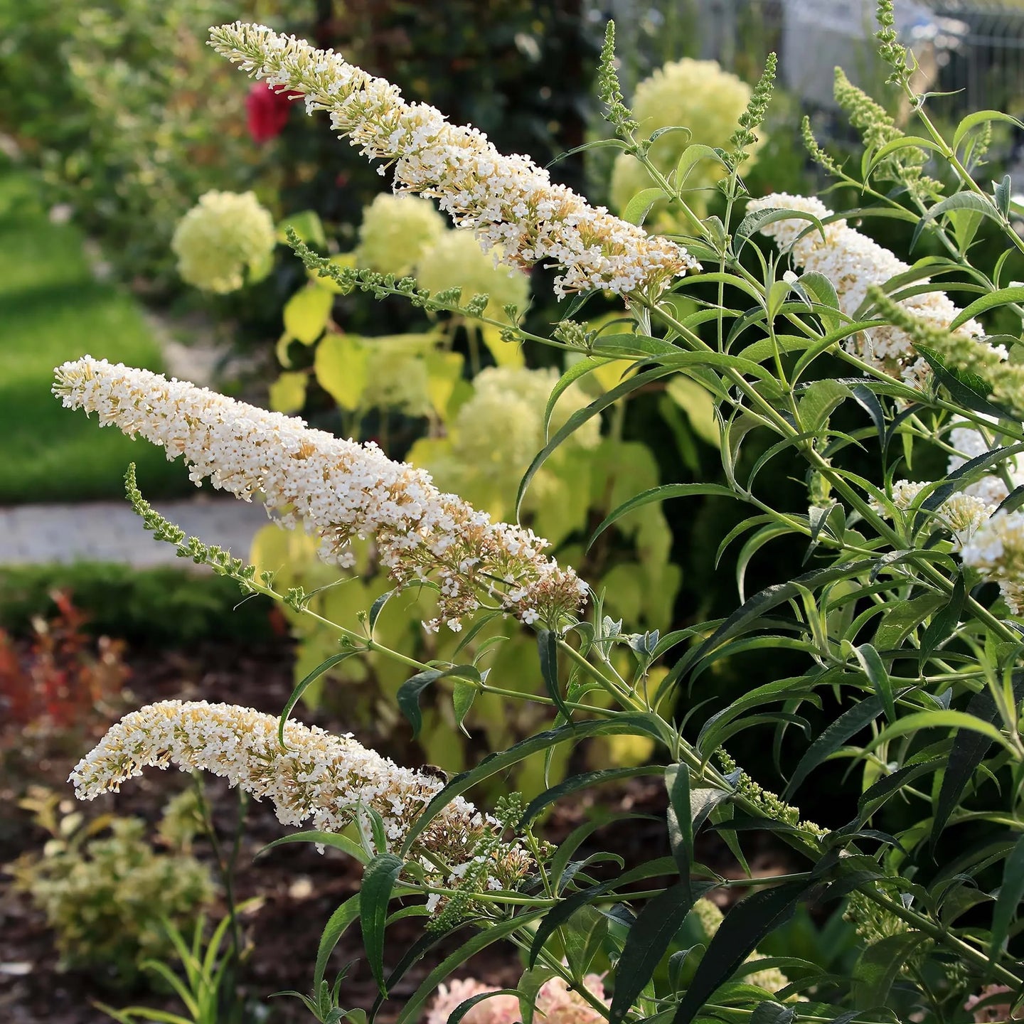 Schmetterlingsstrauch White Profusion