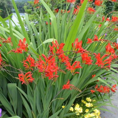 Montbretia 'Lucifer' 20x