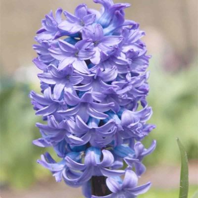 100 x Hyazinthe 'Delfts Blauw'