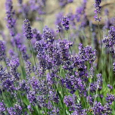 Lavendel 'Munstead' 20x