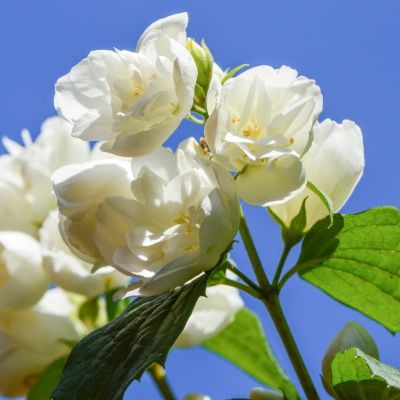 Gefüllter Gartenjasmin