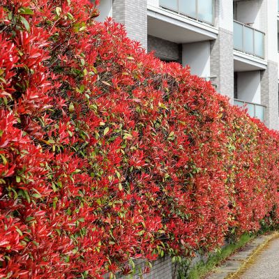 Rote Glanzmispel-Hecke 