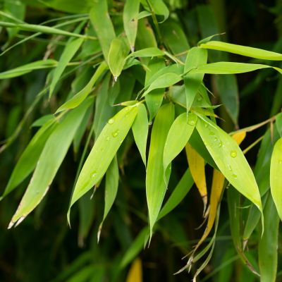 Phyllostachys aurea