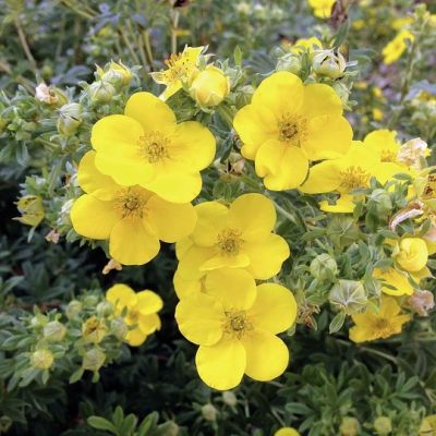 Potentilla Goldfinger