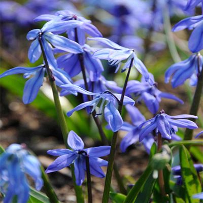 100 x Sibirischer Blaustern, Stinsenpflanze