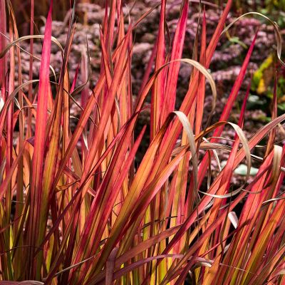 Japanisches Blutgras 'Red Baron' 20x