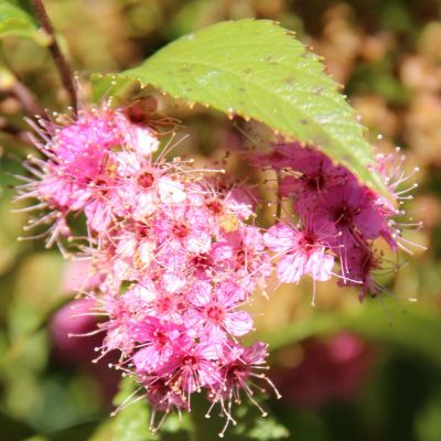 Spiraea Anthony Waterer