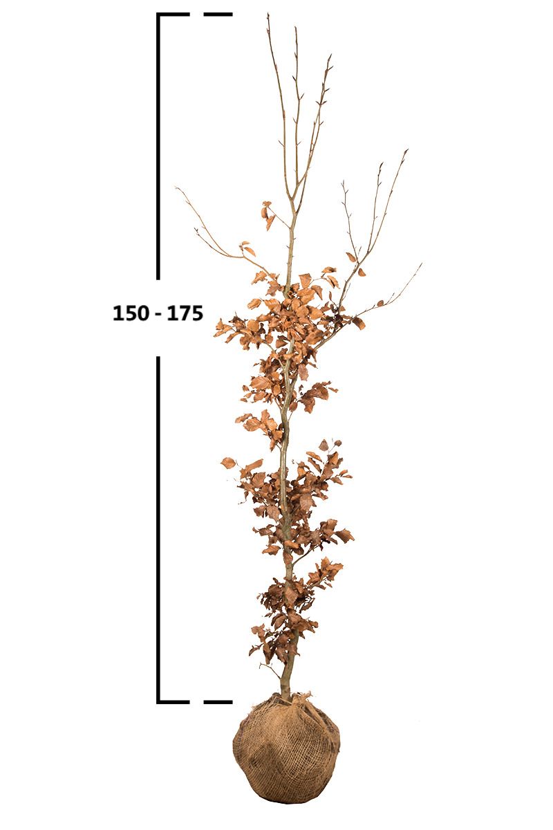 Rotbuche, Gemeine Buche (Fagus sylvatica)