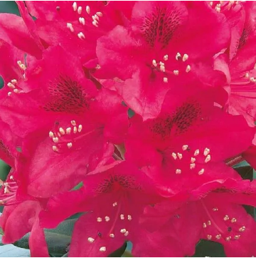 Rhododendron ‘Nova Zembla’