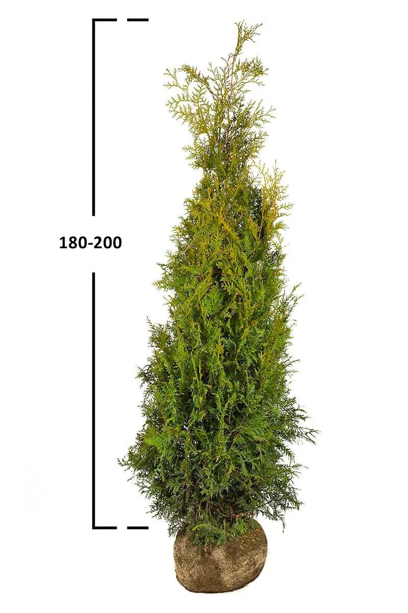 Thuja Brabant