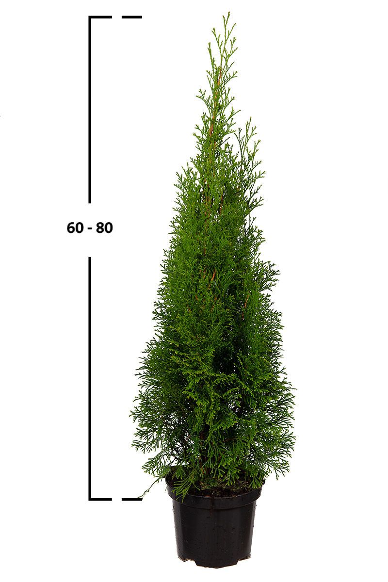 Thuja Smaragd