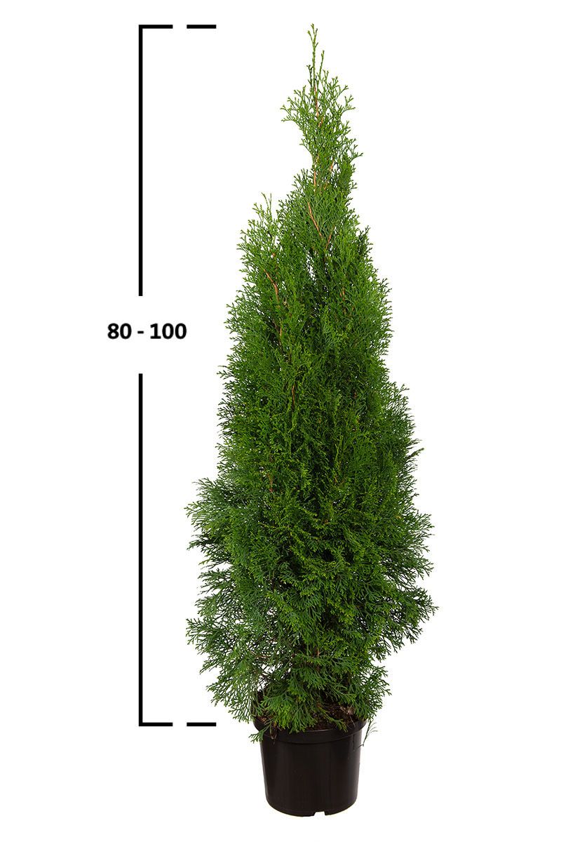 Thuja Smaragd