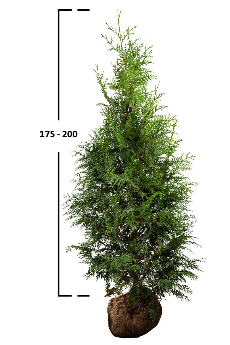 Thuja Excelsa