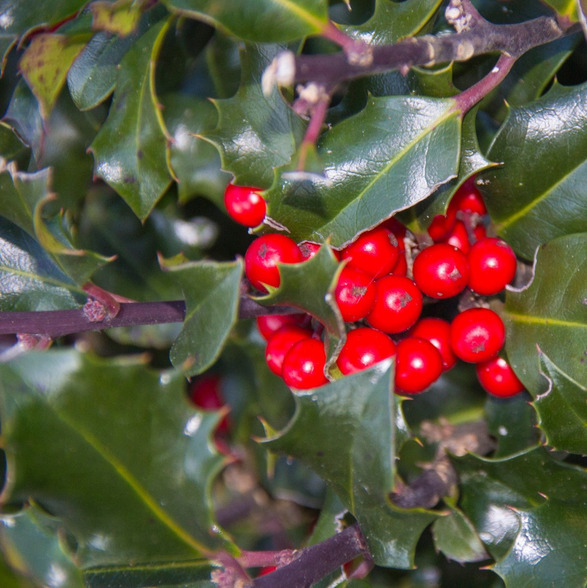 Ilex meserveae 'Blue Maid'