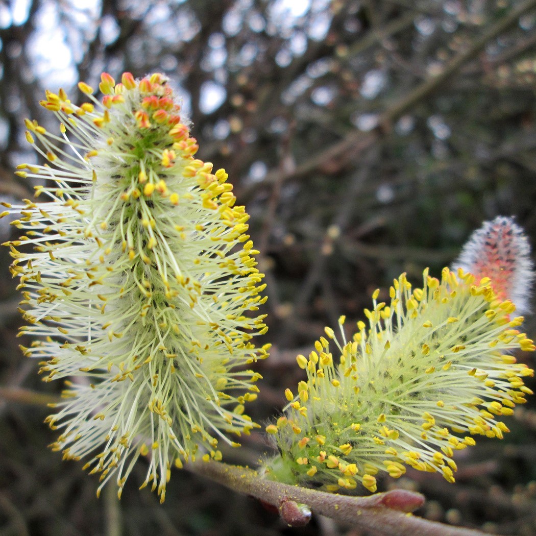 Sträucher &amp; Hecken Salweide 6080cm Salix caprea Garten