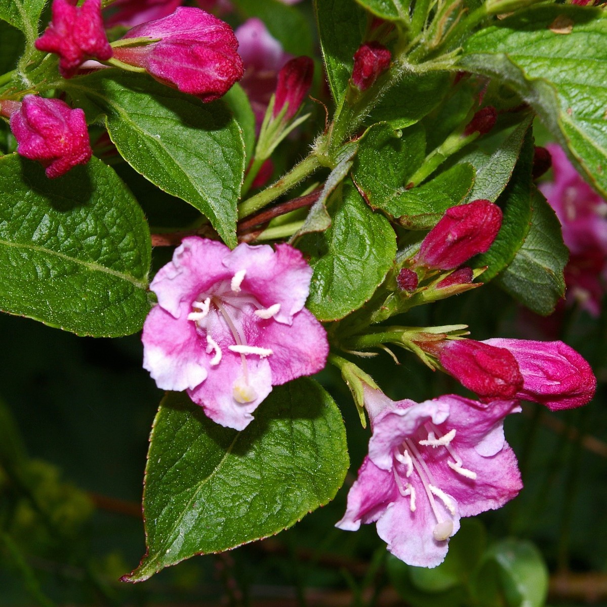Weigelie \'Bristol (Weigelia | Blüten) mit roten Garmundo Ruby